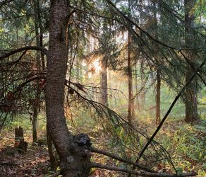 Sunlight breaking through tree leaves.